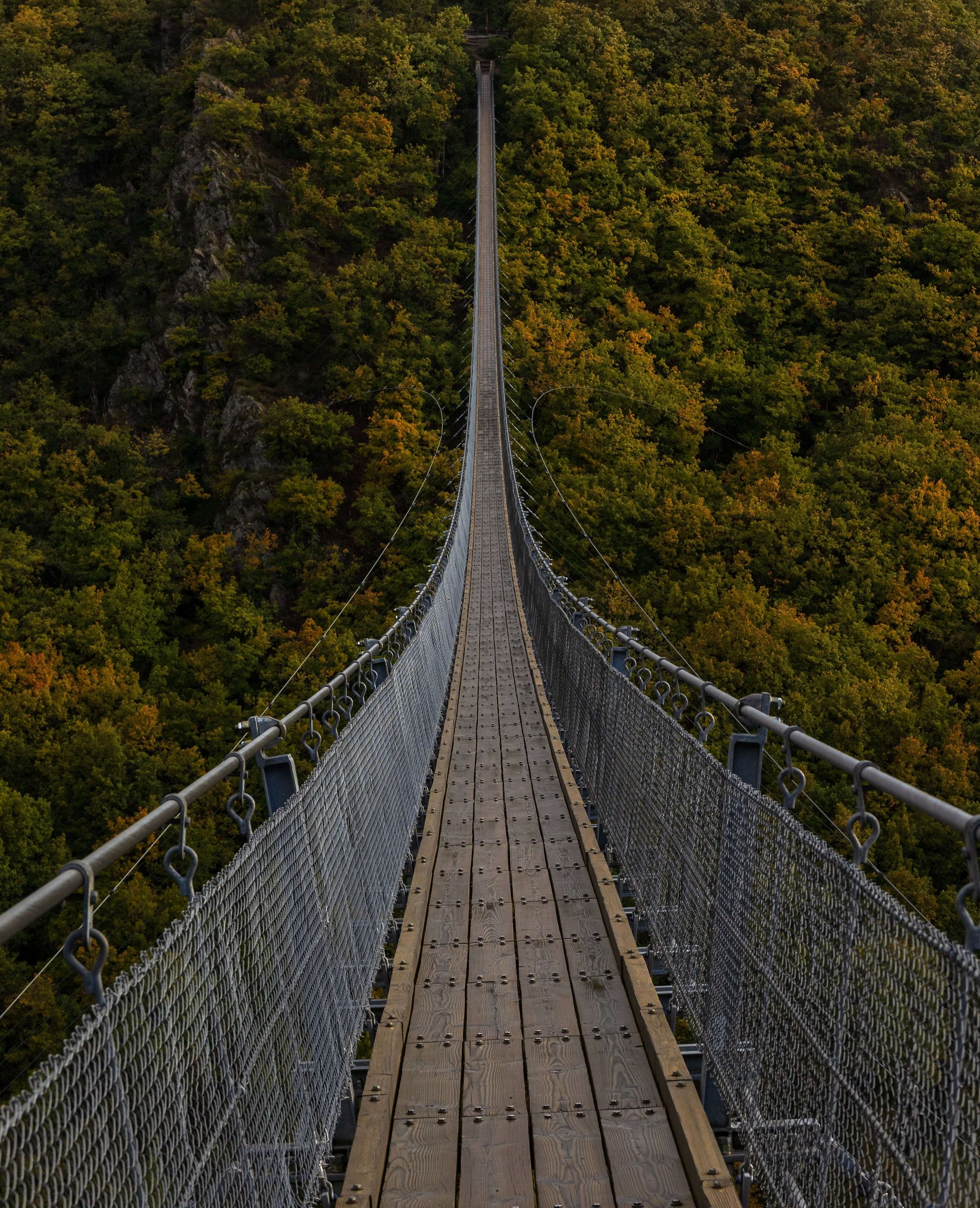 Long bridge in forest